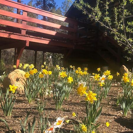 Ahwahnee-Be Vintage Cabin - Walk To Town! Idyllwild Luaran gambar
