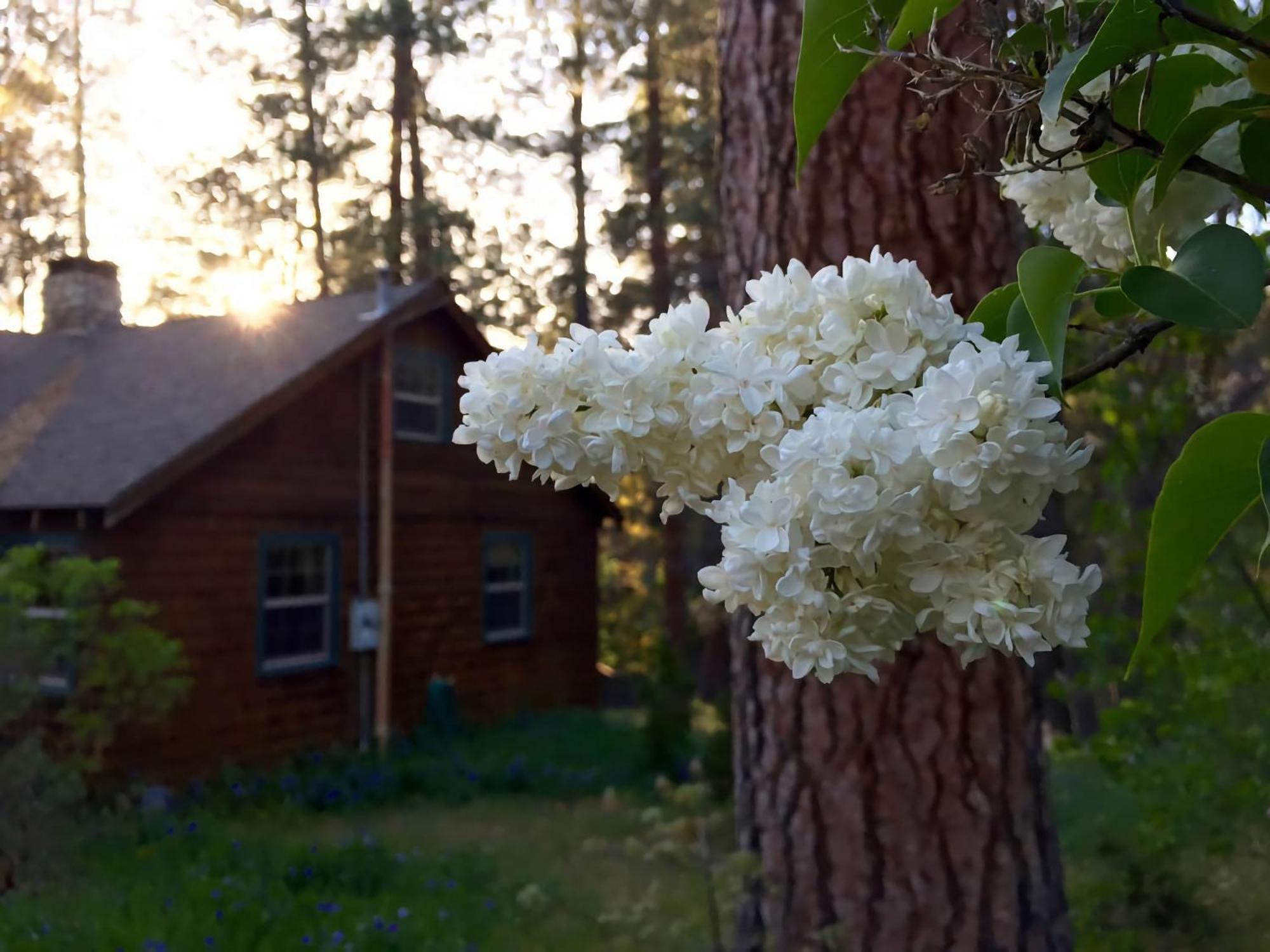 Ahwahnee-Be Vintage Cabin - Walk To Town! Idyllwild Luaran gambar
